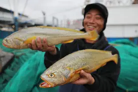 渔民捕获7斤大黄鱼！我国咬牙放流30年，救一条鱼为啥这么难？图片