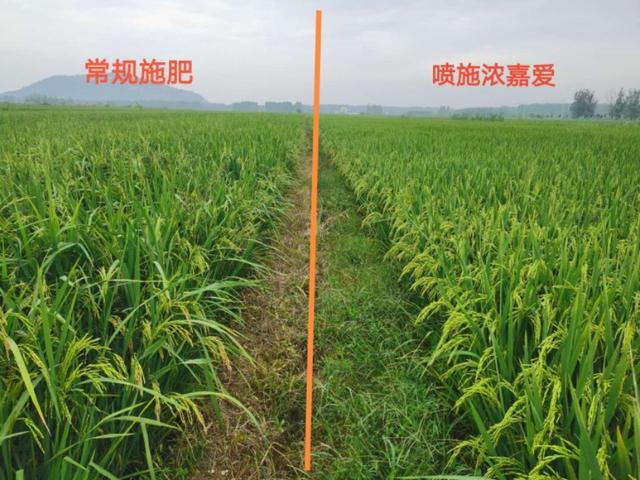 鍦ㄥ彾闈㈣偉绉嶇被褰撲腑姘ㄥ熀閰稿彾闈㈣偉鍜屽惈鑵愭畺閰稿彾闈㈣偉涓よ€呭尯鍒湁鍝簺锛? onerror=