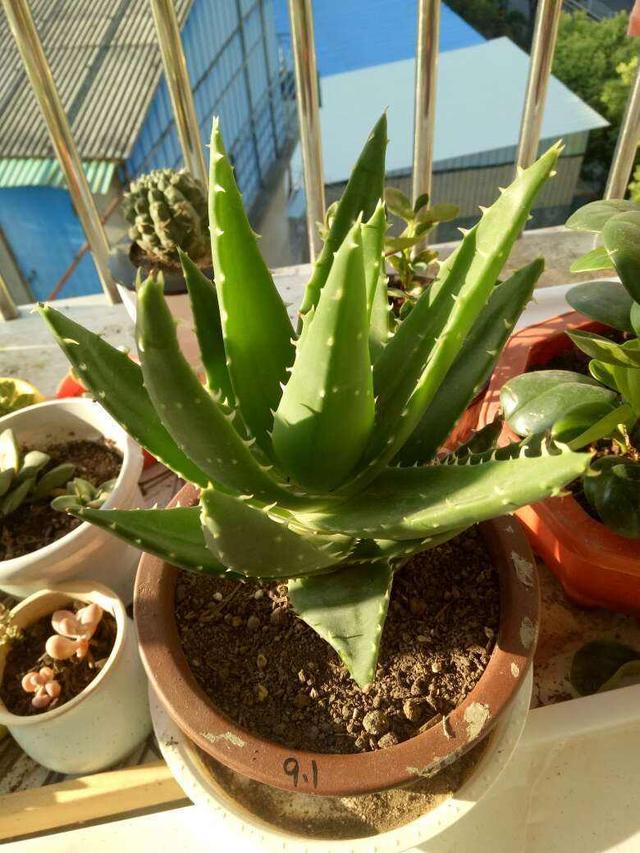 芦荟胶对付鸡皮肤