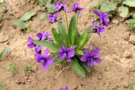 荒地里的“小紫花”，谁说是杂草我跟谁急，当盆栽多好图片