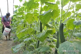 黄瓜、茄子、辣椒、豆角容易弯果？用这两个方法，效果好还增产图片
