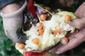 入秋后，鸡鸭鱼肉靠边站，多给家人吃“水八仙”，清热润肺降秋燥图片