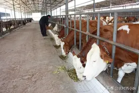 牛养殖场卫生管理应该如何注意呢图片