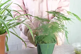 花友的文竹两天就发黄了，只因做错了这两点，教他两招解决视频封面
