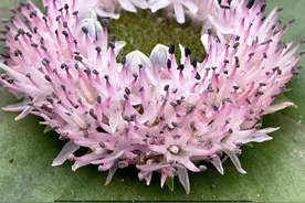 科普：“镜”花水月，鳞茎类“镜”属多肉的养护攻略图片