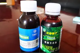 “量子肥料”让近20万斤血桃霉变腐烂？老板称损失百万 供应方坚称果园管理不善图片