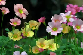 有院子别种五种花，今年种一棵，明年“泛滥成灾”，想清除掉都难图片