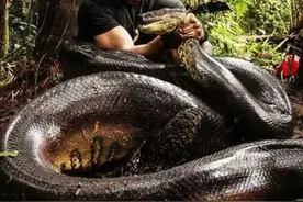 秦岭往事｜摘酸枣见到大蛇，仅尾梢就有刀柄粗细，所有人都吓傻了图片