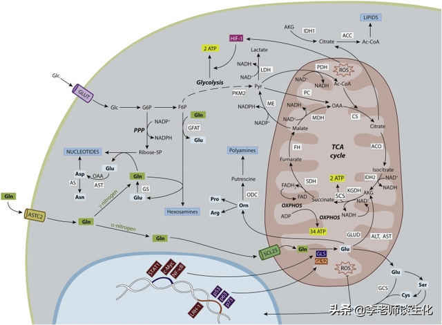 氨基酸的转氨、联合脱氨与脱酰胺作用