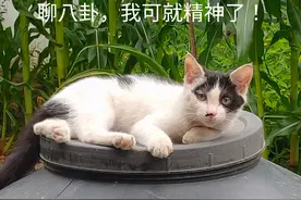 文人的八卦可比家长里短有趣多了！《数理化通俗演义》趣味解读5图片