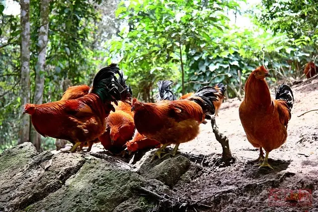 如何用中草药预防鸡疾病