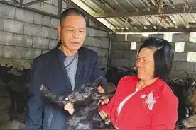 农村养羊，比较常见的几种羊圈，都是实景图图片