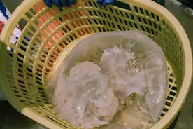 捕捉100公斤的大水母，渔船夕阳，浅寻广东粤西的疍家文化图片
