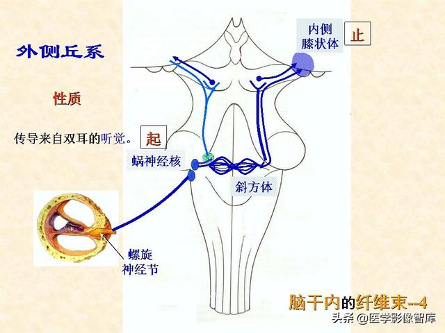 脑干、小脑及间脑解剖