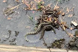 苏州长江边出现神奇的一幕，成群的蛇到处乱窜，到底发生了什么？图片