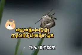 体内、体外驱虫都给狗狗做了，为什么蜱虫还是会有？视频封面