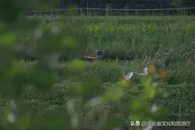 河北唐山玉田：漠漠水田飞白鹭图片