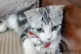 袁隆平生前温馨影像 | 2020年7月，袁花花陪袁老听汇报图片