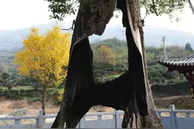 空心老树不仅没死还枝繁叶茂，躯干都没了究竟靠啥维持生机图片