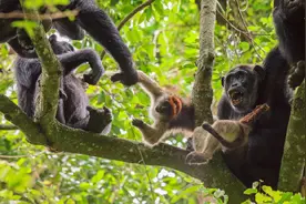 见过了黑猩猩吃猴子，才知道灵长类有多凶残图片