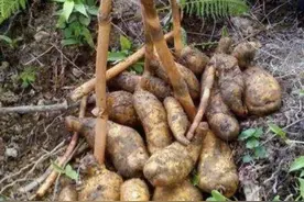 1种野生植物“珍贵”，被称为天麻，生长在山沟里，1公斤800元图片