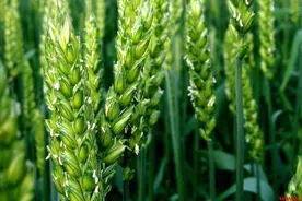 大麦、小麦、荞麦、燕麦、青稞怎么区别？图片