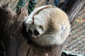 全国首例人工养殖条件下的蜂猴宝宝在云南诞生啦！图片