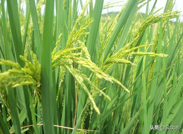 再生稻头季高产管理：穗期灌深水、叶面喷肥防高温，防好病虫害