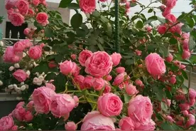 5种勤花月季，开花一茬接一茬，花量大还抗病，值得拥有图片