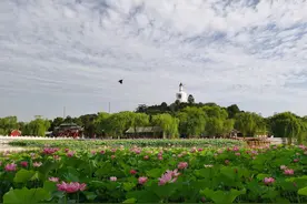 北海公园白塔与蓝天白云粉荷碧叶相互映衬景色美如画图片