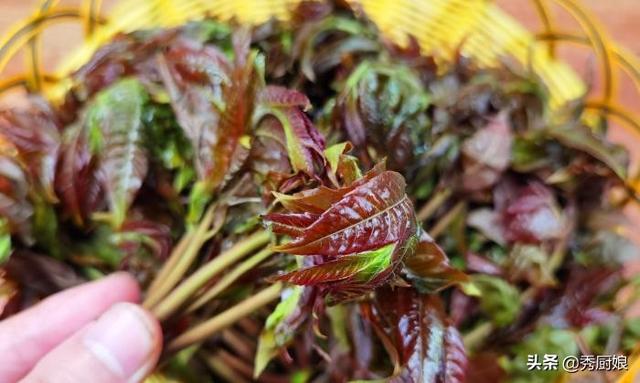 香椿芽的简介（买香椿）