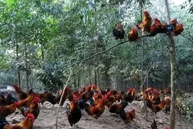 鸡的破坏力到底有多强？第一年果树林喂鸡，第二年果树不再挂果图片
