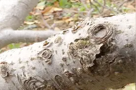 苹果树上长小疙瘩，造成死枝死树，到底啥原因？视频封面