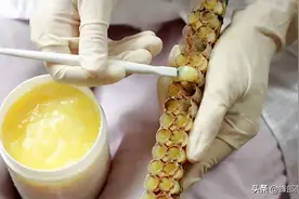 中蜂能人工育王，为啥不能生产蜂王浆？面临5大问题图片