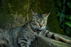 中国的“咪咪”有多牛的？在国内被不屑一顾，在国外却被万人追捧图片