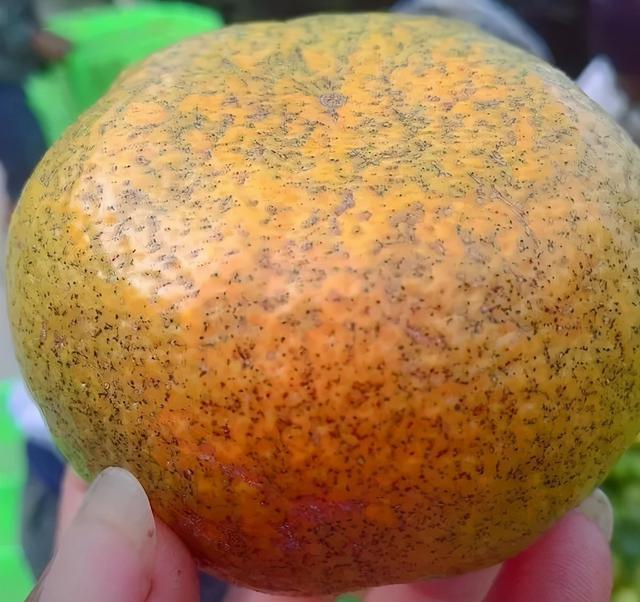 开年就连续寒潮，今年预计虫害较少，病害较多，尤其是沙皮病