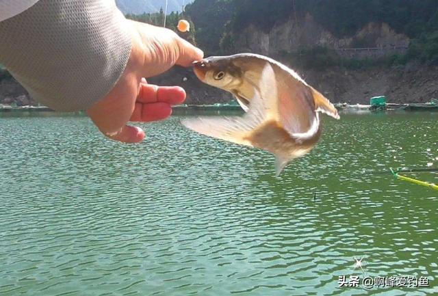 翘嘴鱼怎么去鱼鳞