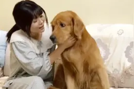 金毛正在睡觉，被主人一巴掌拍起来后，那可怜无奈的表情，太逗了视频封面