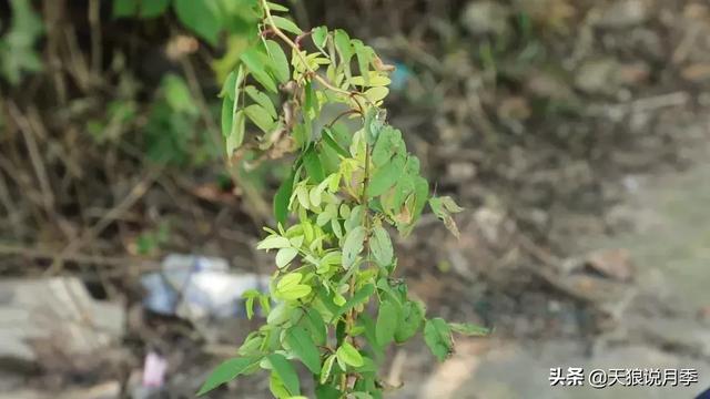 天狼说月季｜月季叶片总变黄？原因可能是这个
