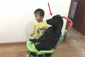 孩子跟狗狗在客厅玩，突然嚎啕大哭，走过去后，这是要上天吗图片