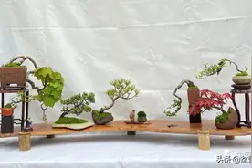 郑振根：浅议小微盆景及组合图片