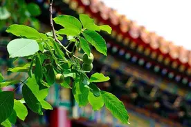 最适合戴玉的季节到了，这几种玉消暑又养生图片