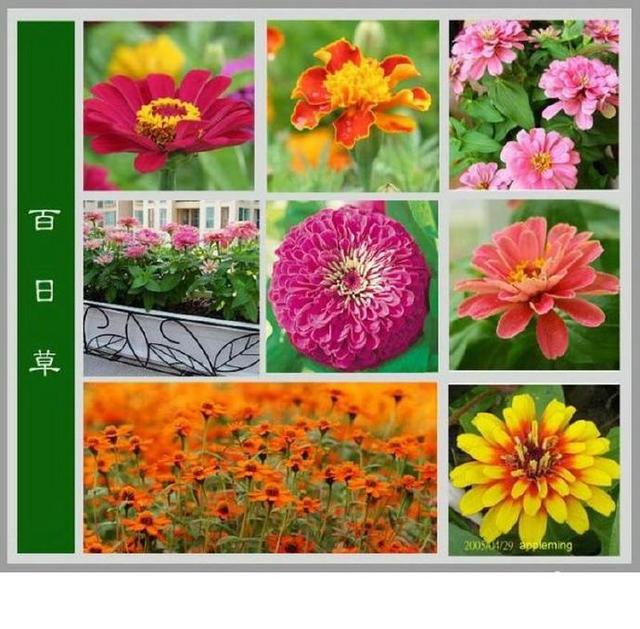 100种花名图册,收藏起来慢慢看,从此认花不求人