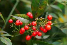 五年的积食处理经验分享（一）图片