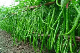 辣椒落花落果严重?学会这些种植方法，辣椒一茬一茬摘不完图片