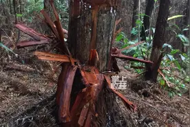 可恶！桂林一山地上数百株杉树惨遭剥皮，谁干的？图片