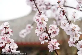 实拍！北京这6个地方桃花开啦，引爆整个春天！现在去赏刚刚好！图片