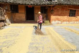 农俗说：晒谷不晒米，晒米亏不起！大米真的越晒越少？真有点道理图片