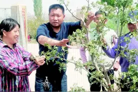 我的丰收我的节系列报道之伏椒：花椒中的骄“椒”者图片