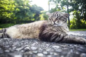 养猫十年总结出的九条养猫真理！不可错过图片